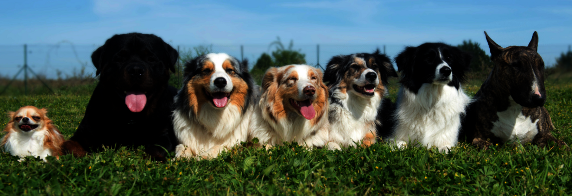 HARMONOGRAM SZCZEPIENIA PSÓW PRZECIWKO WŚCIEKLIŹNIE